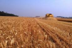 RS poderá ter a maior produção de trigo da história em 2022