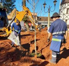 Revitalização da Praça: plantio de árvores adultas para substituir plantas que ofereciam riscos