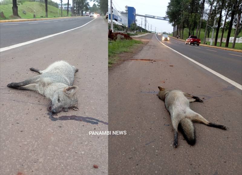 Graxaim-do-mato é encontrado morto após atropelamento em área urbana de Panambi