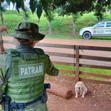 Brigada Militar flagra maus-tratos a cães em Jaboticaba