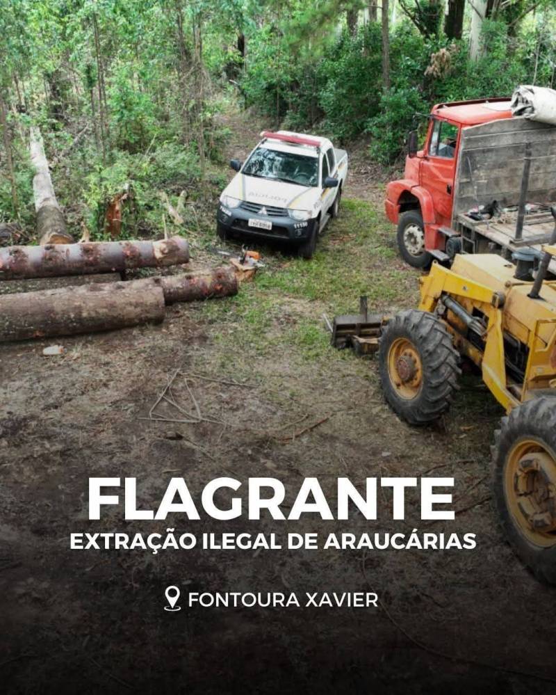 Brigada Militar flagra extração ilegal de Araucárias e apreende caminhão em Fontoura Xavier