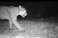 Tapejara/RS em alerta  onça-parda é vista na ERS-463