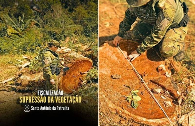 Corte irregular de figueira vira caso de polícia em Santo Antônio da Patrulha (RS)