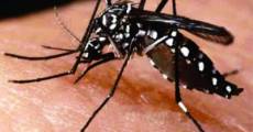 Confirmada segunda morte por chikungunya no RS e é em Carazinho
