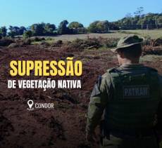 Brigada Militar flagra supressão de vegetação nativa em Condor
