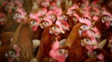 China, União Europeia e Argentina suspendem compra de frango do Brasil