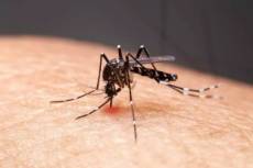 Rio Grande do Sul confirma a 25ª morte por dengue e a terceira por chikungunya neste ano