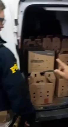 PRF resgata 25 galos de rinha em situação de maus-tratos na BR-285 em Ijuí