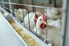 Rio Grande do Sul encerra quarentena sanitária após período sem casos de gripe aviária