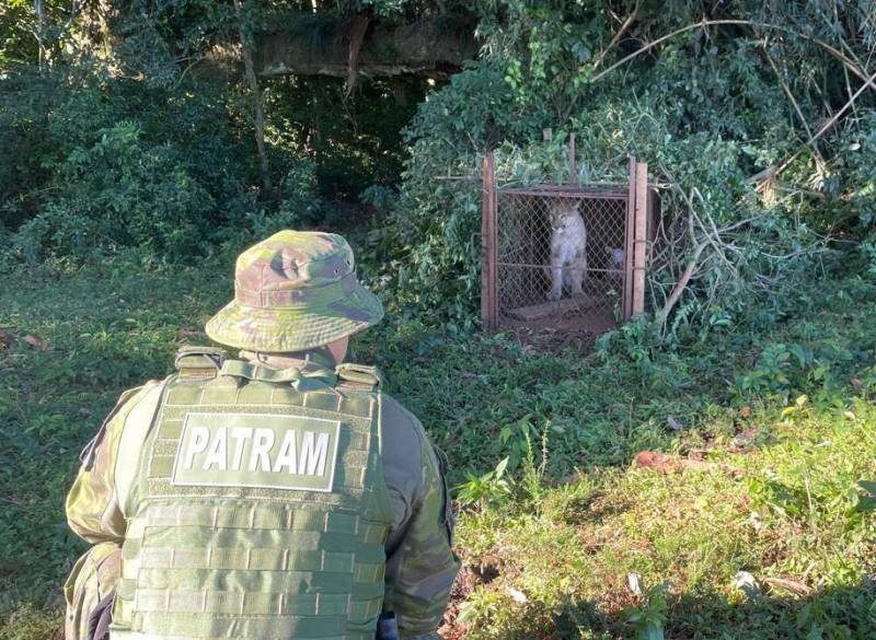 Brigada Militar realiza salvamento de onça-parda em Palmeira das Missões